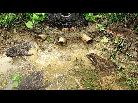 How To Make Frog Traps - Easy Frog Traps Using Bamboo 