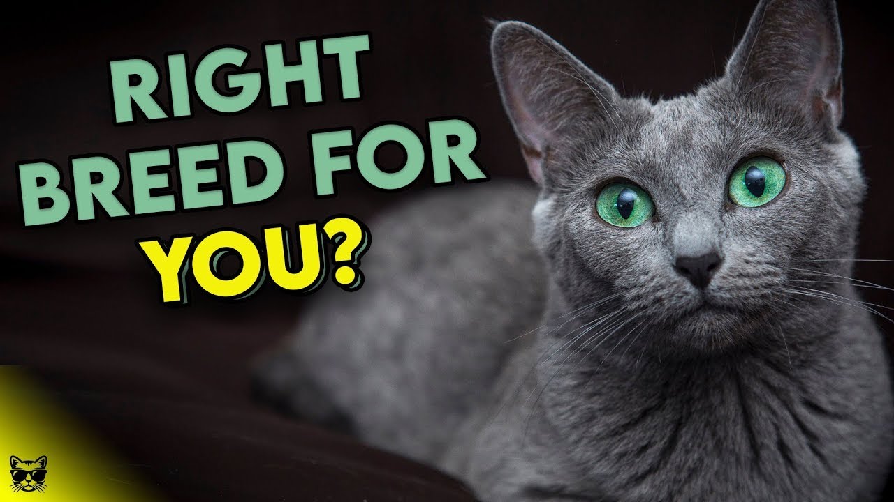 All About Russian Blue Cats