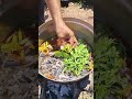 Quick &amp; Tasty Recipes  #food #lifestyleofrich #billionairefood #foodrecipes #mukbang #eat #finedine