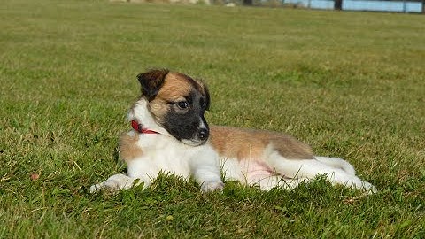 Victoria Beckham Beami Sahrak aka Mokosz *8.8.2025 - Silken windsprite / Dlouhosrstý vipet