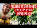 Pruning sweet pepper pruned vs unpruned comparison