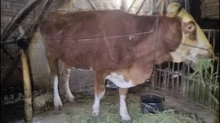 H313 Combor Sapi Simental Hamil-H6 di Pagi Hari | Minggu 2 November 2025 