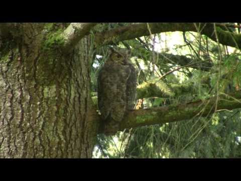 Great Horned Owl in the Park, USA. Виргинский филин в парке, США (2050sp)