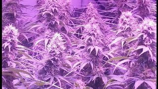 BigBud LED Grow Lights - Cannabis Grow Test Results & Review BBL440