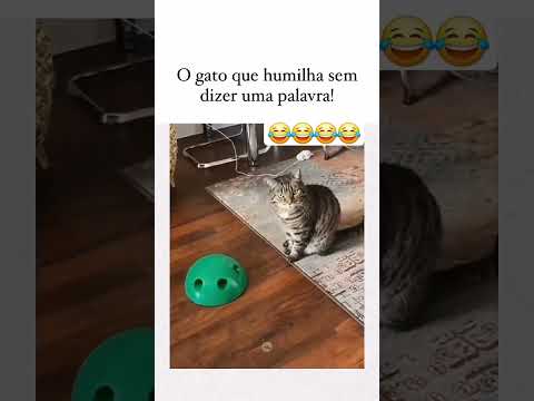 oxe kkkkkk #humor #gatos #animals #cat #engraçado #fyp #comedia #viral #furyou #reels #explorar