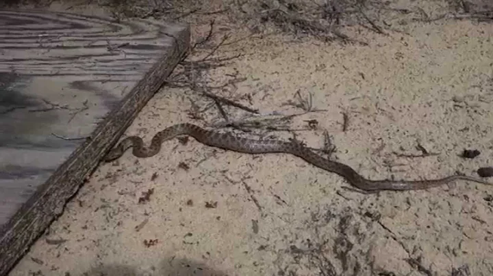 Night Snake at Navy Base Point Loma March 11 2015