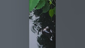 Soft shell turtle#nature #love #animals #reels #share #shorts #youtubeshorts #beautiful