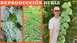 Tutorial reproducción Monstera dubia, como hacer esquejes.