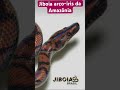 Você já conhecia essa cobra ? #cobra #serpente#Répteis@ACasaDosBichos #zoologia