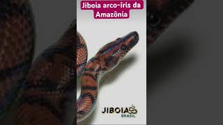 Você já conhecia essa cobra ? #cobra #serpente#Répteis@ACasaDosBichos #zoologia