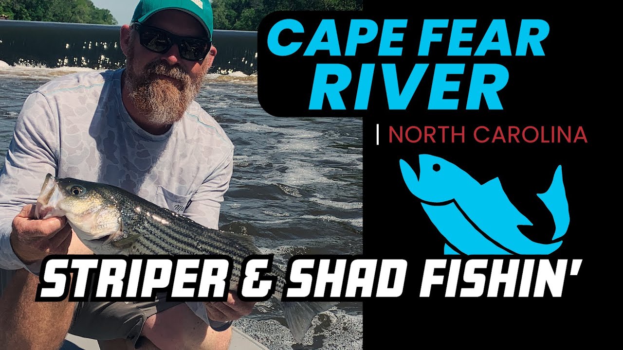 FISHIN' STRIPER AND SHAD! Back On The Cape Fear River! Fishing North Carolina YouTube