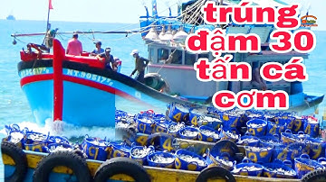 🔴 Pha Súc Cà Ná Trúng 30 Tấn Cá Cơm