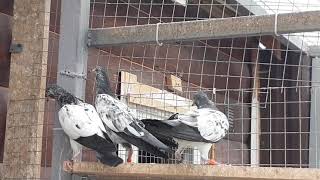 Original teddy pigeons from Sialkot, Pakistan, Ashiq Hussein. Оригинальные голуби тэдди из Пакистана