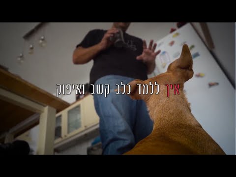 וִידֵאוֹ: פונקציית סיליה לא מתואמת בכלבים