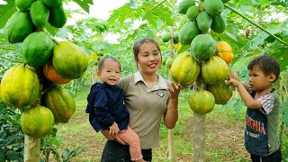 Single girl; Harvesting papaya gardens to sell at the market | Build a beautiful flower garden