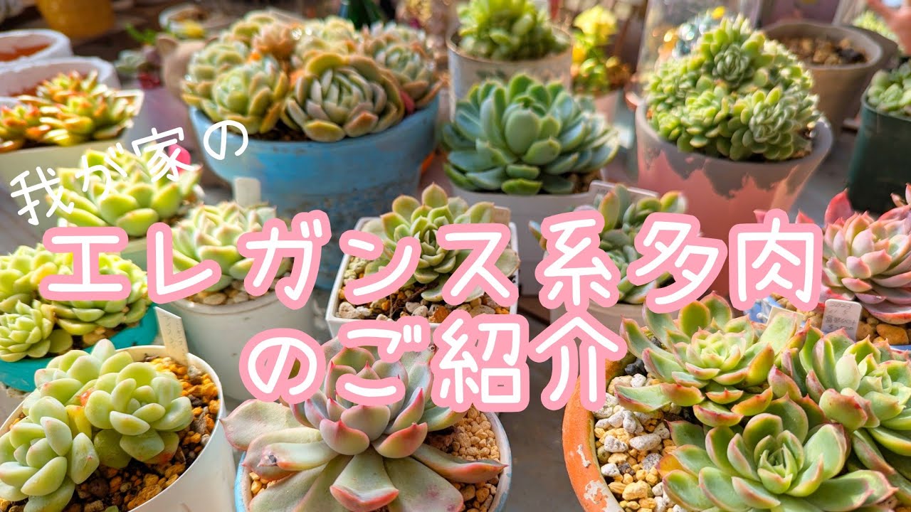 多肉〉美しく、強く、もりもり🩷最強エレガンス系多肉 - YouTube