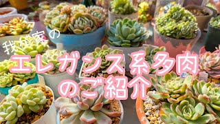 多肉〉美しく、強く、もりもり🩷最強エレガンス系多肉 - YouTube