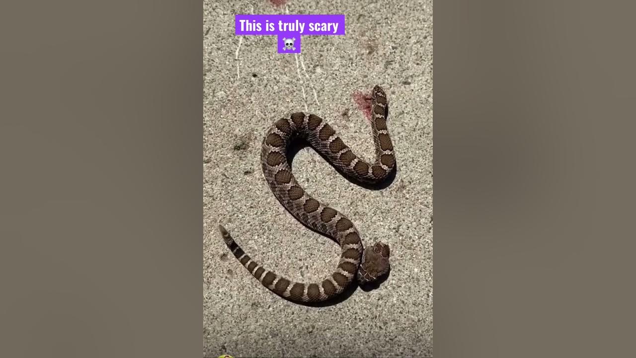 A headless Rattlesnake bites itself ☠️ YouTube