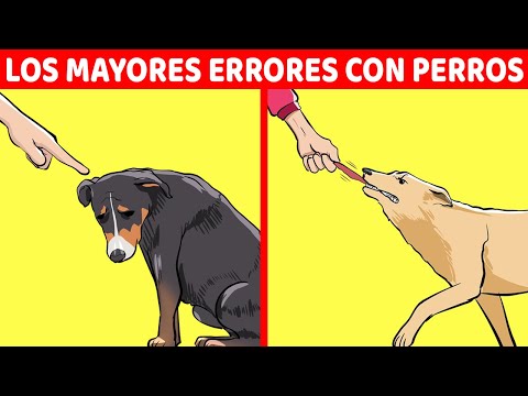 Video: Los 10 errores más grandes que cometen los dueños de perros