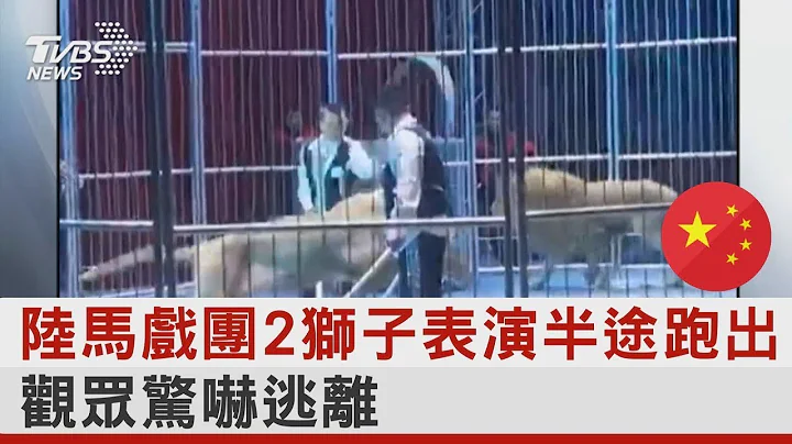 中国大陆马戏团2狮子表演半途跑出 观众惊吓逃离｜TVBS新闻 - 天天要闻