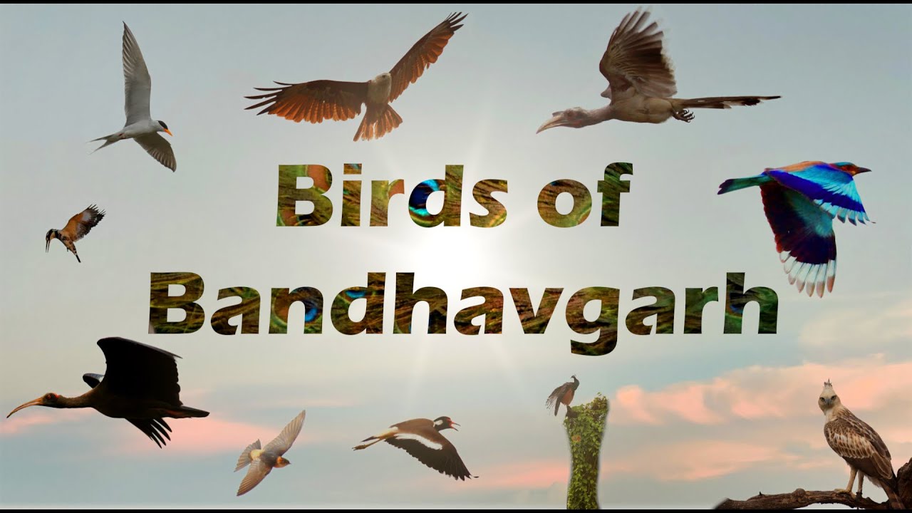 Birds of Bandhavgarh National Park |Short Documentary| Flora and Fauna of Bandhavgrah Madhya Pradesh