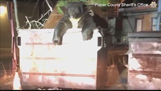 Bear 'charged' with dumpster diving