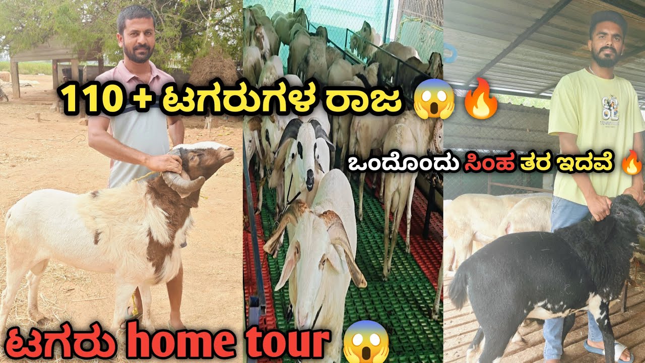 110+ ಟಗರುಗಳ ರಾಜ🔥 ಒಂದೊಂದು ಸಿಂಹ ತರ ಇದವೆ 