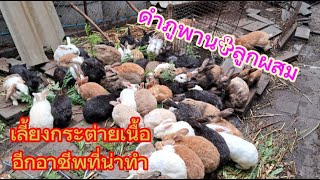 เลี้ยงกระต่ายดำภูพานลูกผสมสร้างรายได้สร้างอาชีพใหม่ให้กษตรกร (สัตว์เศรษฐกิจกำลังมา)