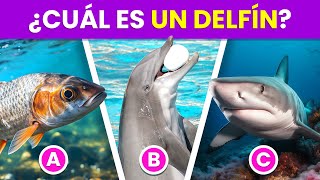 Adivina el Animal ACUÁTICO Correcto🦈🧐🐋| Diferencia y Reconoce los Animales Acuáticos✅ by Dosis de Cultura 44,593 views 4 months ago 8 minutes, 20 seconds