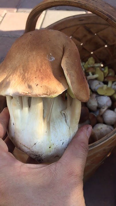 Найказковіший буровик, якого я тільки знаходив🍄 - YouTube