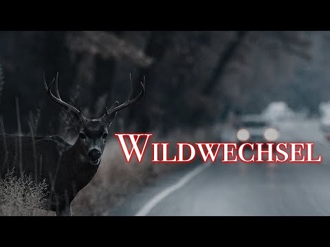 Video: Können Leitern Wildwechsel unterbrechen?