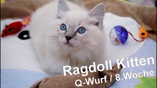 Ragdoll Kitten | unser Q-Wurf in der achten Woche | Aramintapaws Ragdolls by Aramintapaws Ragdolls 256 views 1 year ago 52 seconds