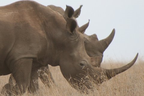 WHITE RHINO - Species Spotlight