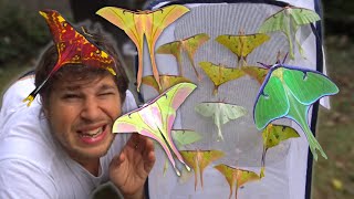 My Crazy Pets: Moon Moths compilation (by Bart Coppens)  Moths as Friends!  Comet & Moon Moths