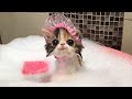 Try Not To Laugh Pets | Funny Cat Videos 2023 | Funniest Animal Videos #12