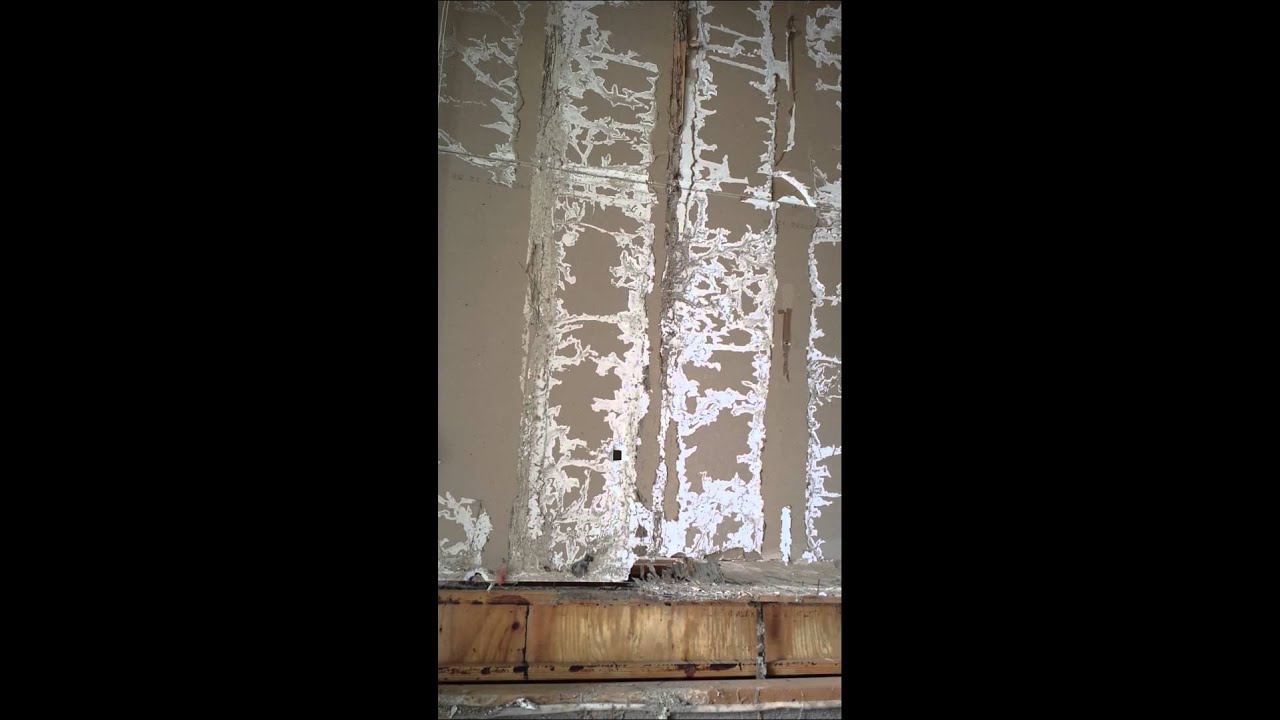 Termites in garage - YouTube