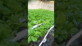Chepes la Rioja Argentina, hidroponía nft #ingenieria agropecuaria.