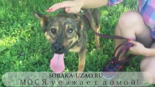 Мося,собака-инвалид из приюта Щербинка ЮЗАО уехала домой!SOBAKA-UZAO.RU