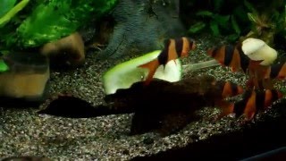 Боции-клоуны едят огурец \ Clown loaches are eating cucumber