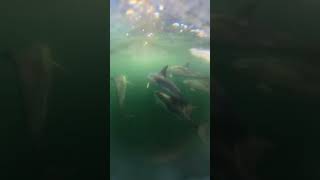 Boaters Meeting Dolphins During a Boating Adventure