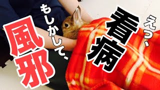 うさぎを看病かと思いきや… #443