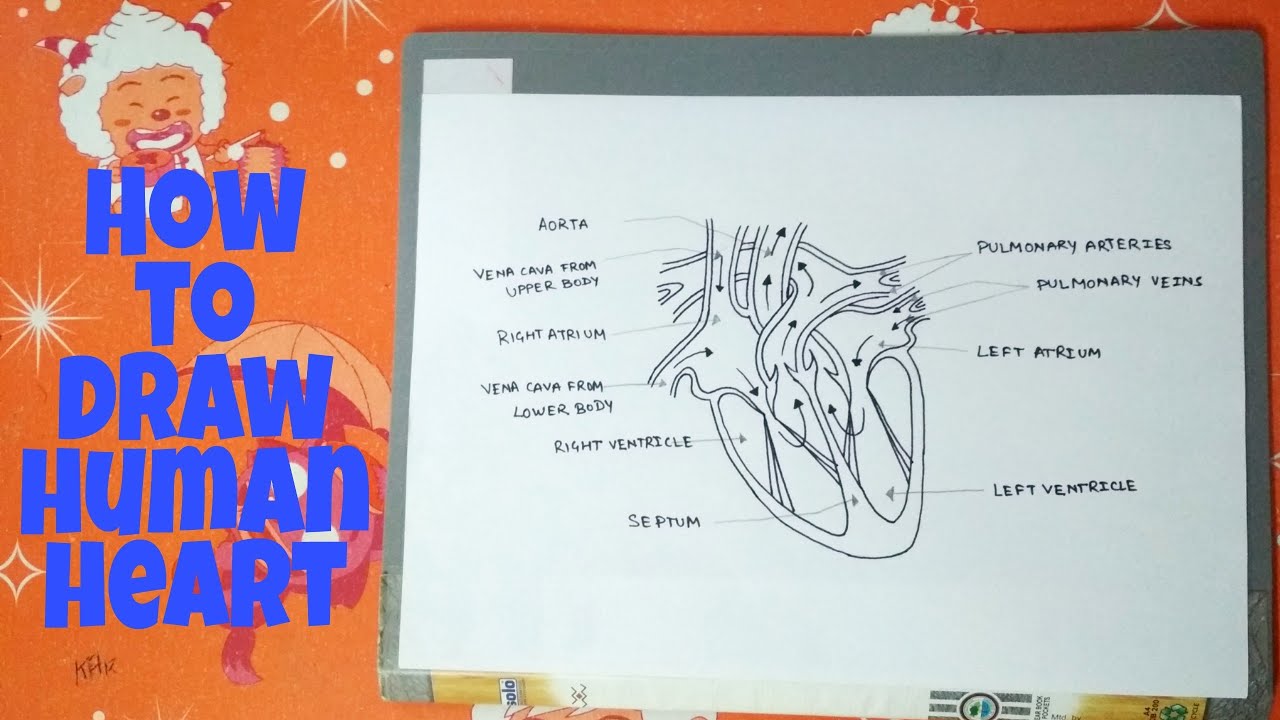 Easy way to draw human heart for beginners NCERT class