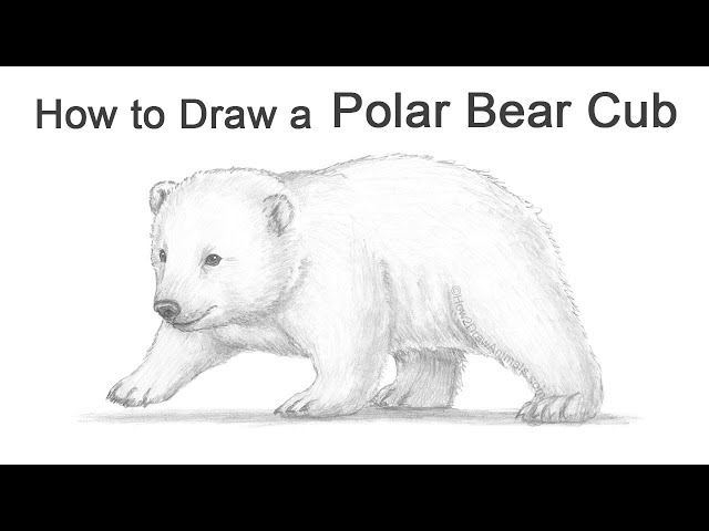 How To Draw A Polar Bear Cub, Polar Bears, Step by Step, Drawing Guide, by  finalprodigy - DragoArt