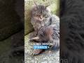 РљРѕРјР СЂ РєСѓСЃР С РІР СЃ Р Р СЂСѓРєСѓ рџ џрџЊІрџЄї Funny Short Cat Youtube РљРѕРјР СЂ РєСѓСЃР С РІР СЃ Р Р СЂСѓРєСѓ рџ џрџЊІрџЄї Funny Short Cat Youtube