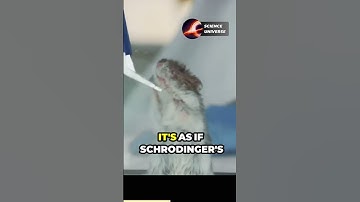 quantum superposition and entanglement ✨ #quantum