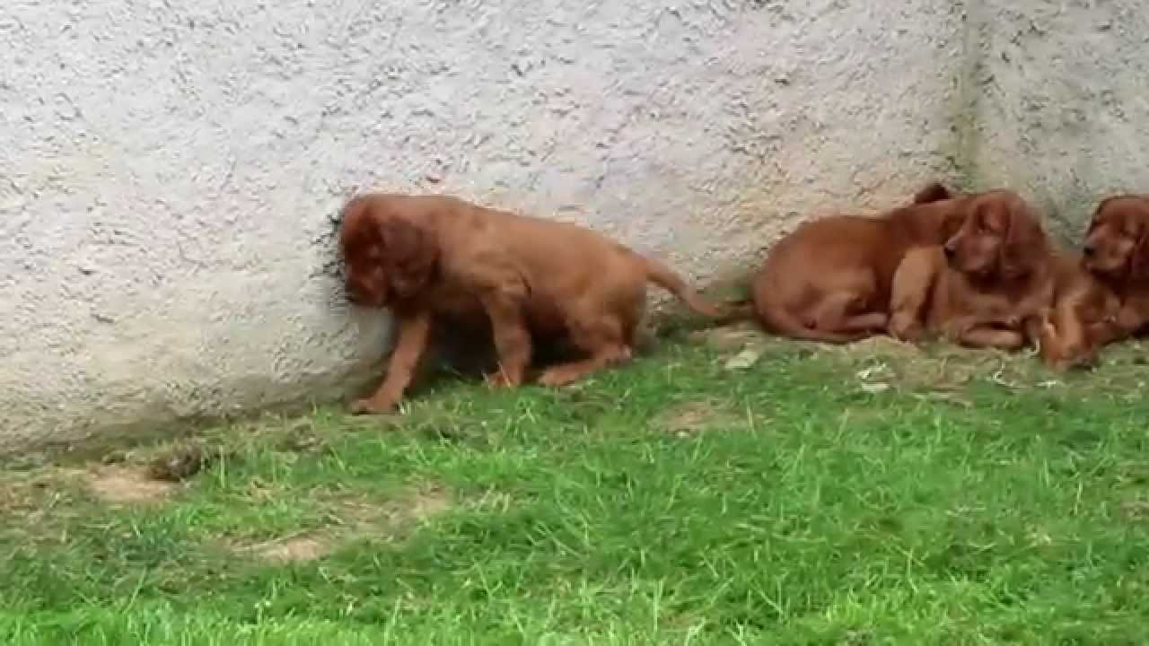 Irish Setter Puppies for Sale - YouTube