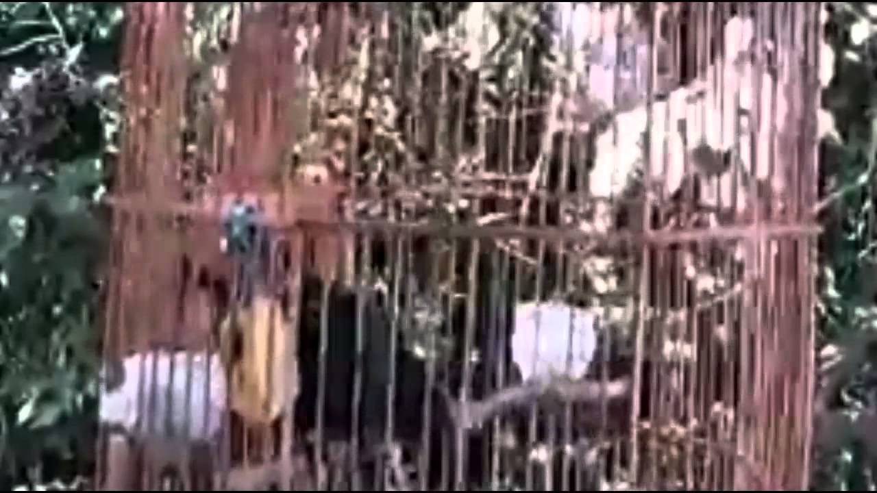 Burung Cucak Keling - Cucak Deling Mata Merah 