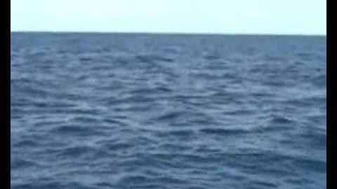 Main Attraction Charter Fishing