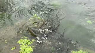 We Visit American Falls Fish Hatchery