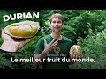 Durian le fruit qui a lodeur de lenfer et le got du paradis